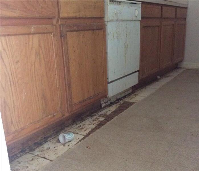 Kitchen cabinets covered in growth